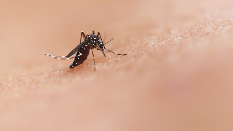 1,8 milhão de casos de dengue previstos — e agosto é o mês de olhar o seu quintal