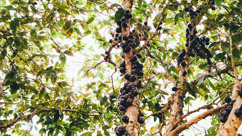 Plantar jabuticabeira no quintal é lindo — até a raiz encontrar o cano de esgoto